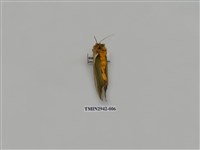 藏品(夜蛾284)的圖片